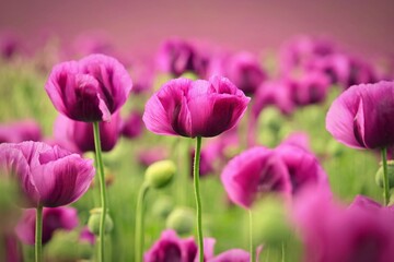 Obraz premium Beautiful purple flower with plant landscape in the field. Spring sunny day. Concept for nature and agriculture. Poppy (Papaver somniferum).