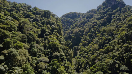 Aerial view reveals dense jungle of vibrant green trees covering mountain terrain. Untouched jungle evokes sense of natural richness and tropical wilderness