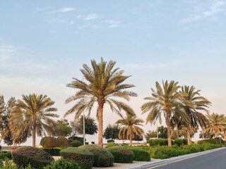 Fototapeta premium Palm Date trees along roadside with Landscaping. Palm Tree View with SKY background. Date tree or Arabic palm tree beside highway or Asphalt road side. Palm trees with Bunches of Dates fruits on its.