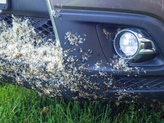 Car bumper covered in dandelion fluff. How to clean a car radiator. What are the signs symptoms of a clogged radiator