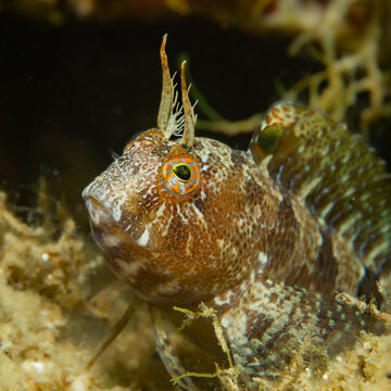 Unterwasserfoto geh&ouml;rnter Schleimfisch im Mittellmeer, Costa Brava, Spanien, Parablennius tentacularis