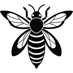 Close-up isolated macro of a honey bee on a white flower with delicate wings, ideal for nature and insect illustrations