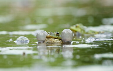 European marsh frog is inflating vocal sacs to attrack a mate. Nature of Czech republic.