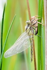 A dragonfly emerges from its nymph stage. Metamorphosis process.