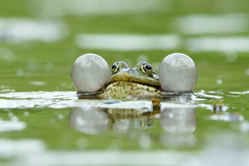 European marsh frog is inflating vocal sacs to attrack a mate. Nature of Czech republic.