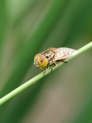 A hoverfly rests on a blade of green grass.  A macro image of the fly against a blurred green background.