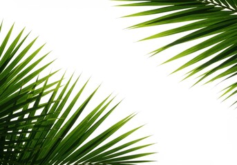 Fototapeta premium Palm leaves isolated on transparent background