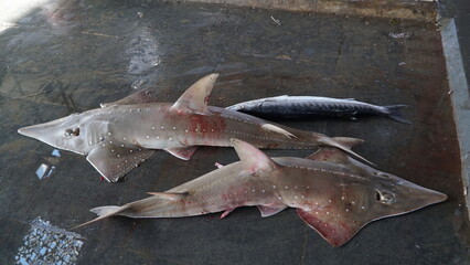 protected shark caught by fishermen