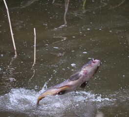 Fototapeta premium Common carp (Cyprinus carpio) jumping out of the water in a natural environment