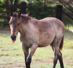 Obraz premium Young Bay Roan Horse Sticking Tongue Out on Ranch