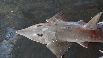 protected shark caught by fishermen