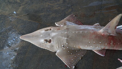 protected shark caught by fishermen
