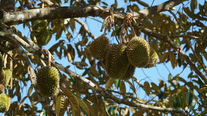 Durian fruit that is bearing fruit and is ready to be harvested