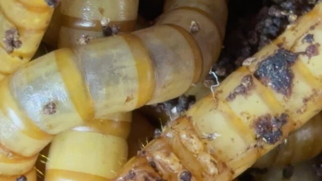 Top view fodder worms for exotic animals.Meal worms is the common name for the larvae of the beetle Tenebrio molitor
 