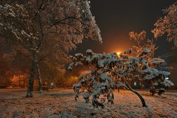 Novokuznetsk, Russia. November 01, 2024. A picturesque view of the trees of the city park covered...