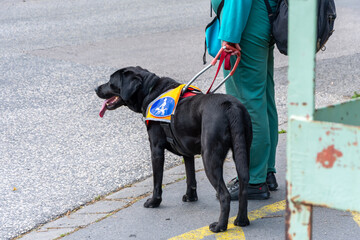 A guide dog in a bright vest assists a visually impaired person, standing on a sidewalk and ready to help navigate safely across the street.
