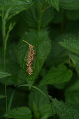 caterpillar on a leaf