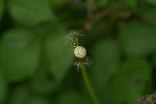 dandelion seed head