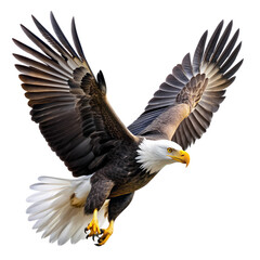 Majestic Bald Eagle in Flight HighResolution Image