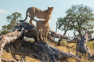 cheetah brothers at moremi national park of botswana close to third bridge camp scanning savannah for prey
