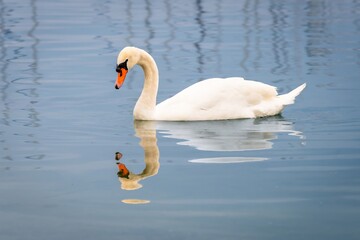 Obraz premium One Mute Swan Floating in water. Lake Geneva in Switzerland.