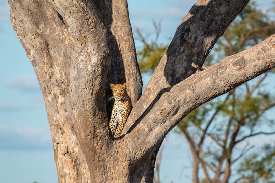 beautiful male leopard in tree trunk looking at photographer at. moremi game reserve