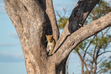beautiful male leopard sitting well camouflaged  in a tree