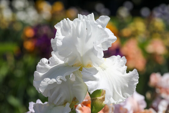 White iris