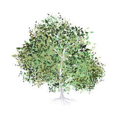 Fototapeta premium shady tree with roots without background