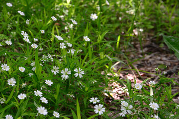 Chickweed flowers in a sunny meadow in the forest