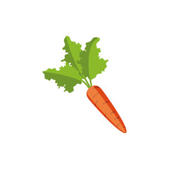 carrot vector illustration