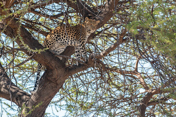 Leopard (Panthera pardus) in a tree at moremi game reserve in botswana
