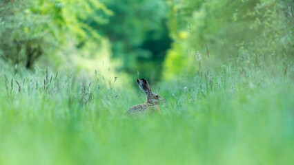 Ein Hase sitzt im Gras