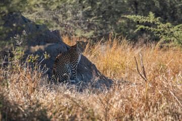 Leopard (Panthera pardus) resting next to termite mountain at the outskirts of moremi game reserve