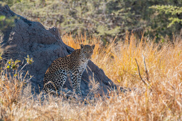 Leopard (Panthera pardus) resting next to termite mountain at the outskirts of moremi game reserve
