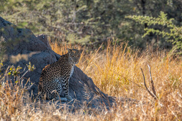 Leopard (Panthera pardus) resting next to termite mountain at the outskirts of moremi game reserve