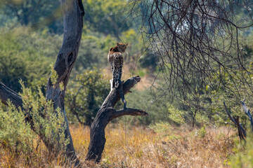 beautiful leopard posing on a dead tree outside moremi national park