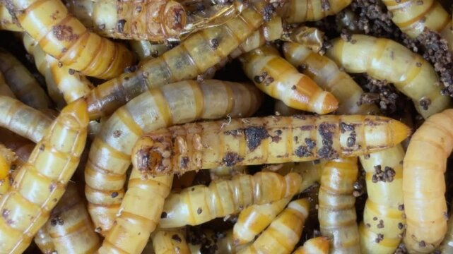 Top view fodder worms for exotic animals.Meal worms is the common name for the larvae of the beetle Tenebrio molitor 