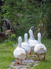 lostelski buk river una
