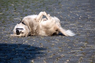dog