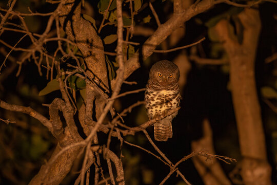  pearl-spotted owlet (Glaucidium perlatum) at night in a tree light up with torch in Botswana Khwai Region