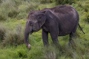 Indian Elephant female  eating grass