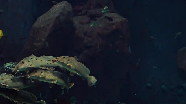 Group of tropical fish of Malawi Lake swimming in the clear water
