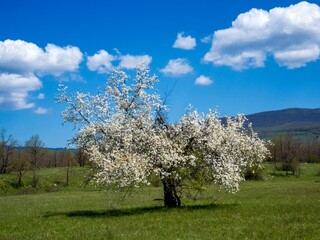 tree