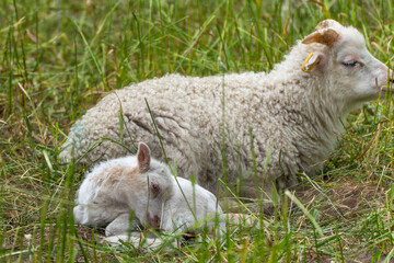 Two lambs resting in the grass. A small lamb lies curled up in the grass next to a larger sheep....