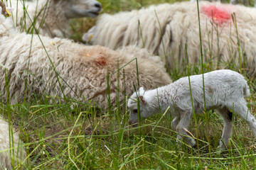 Lamb takes its first steps. A young lamb cautiously feels its way across the meadow, surrounded by...
