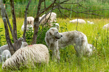 The herd protection dog stands attentively between trees while sheep graze peacefully. The scene...