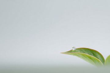 closeup of single dewdrop on leaf highlighting its intricate details