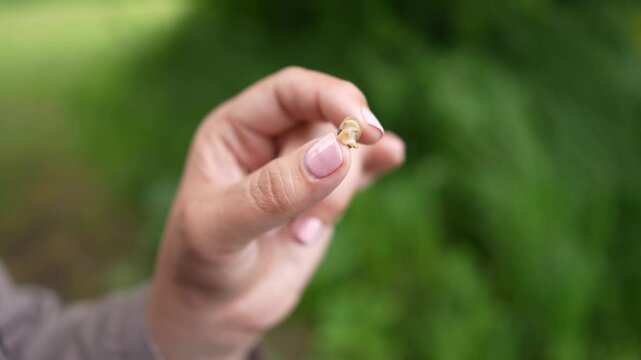 A slug in Dobbs Weir, Hoddesdon, UK