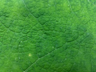 Green Leaf Surface Highlighting Natural Vein Patterns. Leaf Texture Macro.